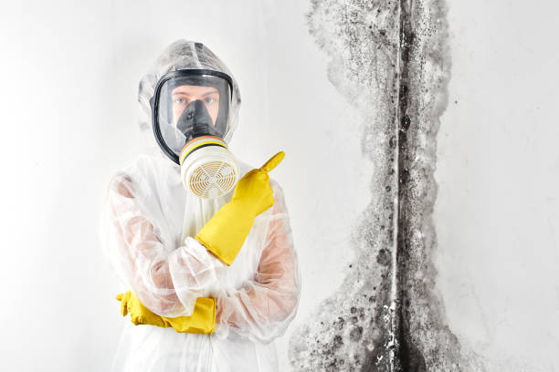 Best Mold Odor Removal Services  in Calumet City, IL