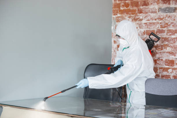 Best Mold Damage Restoration  in Calumet City, IL